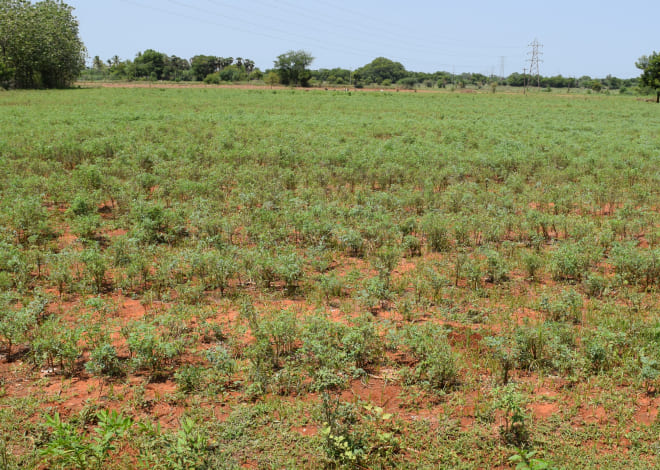 ウイングベルのヘナ畑の写真