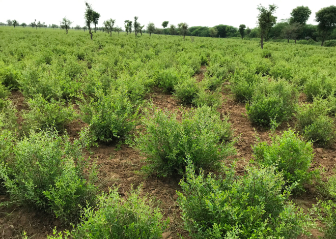 ウイングベルのヘナ畑の写真