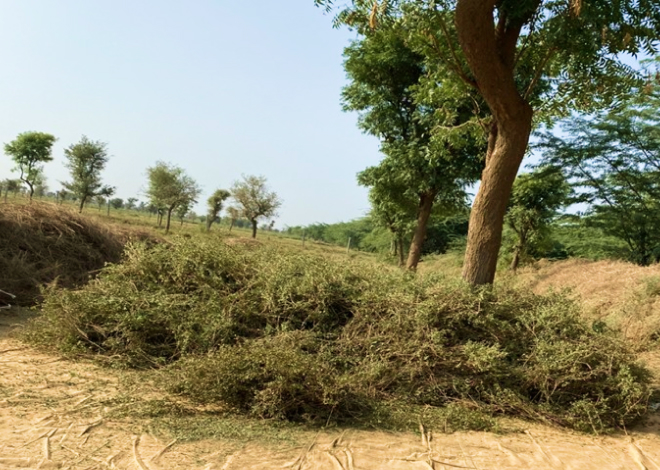 選別作業後のヘナ